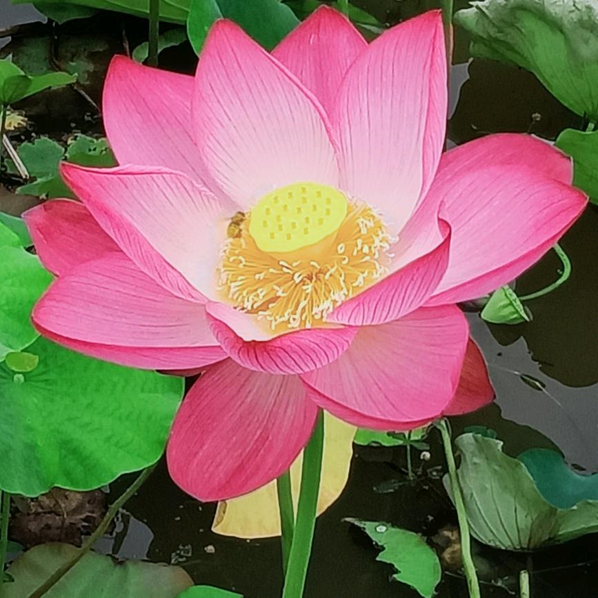 @好运来