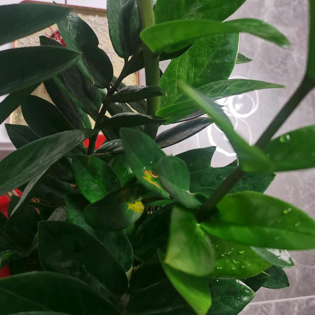 明月甲鱼鸡官方号