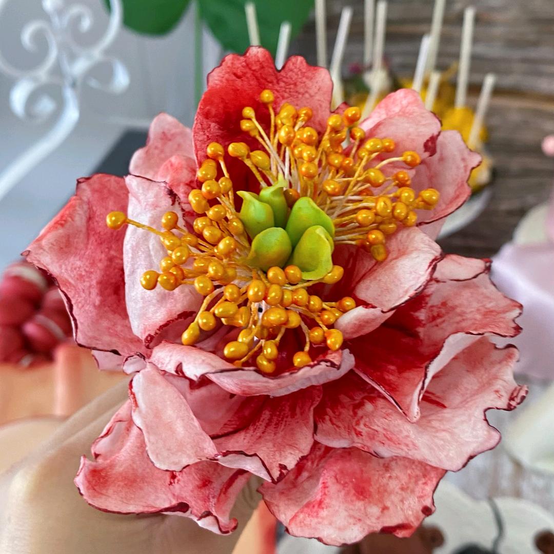 奶油小啤