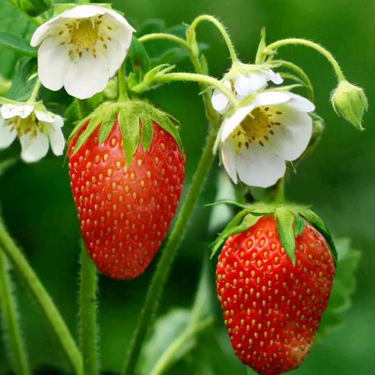 不小心的恋爱688