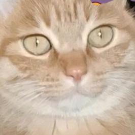 喵命由我不由天