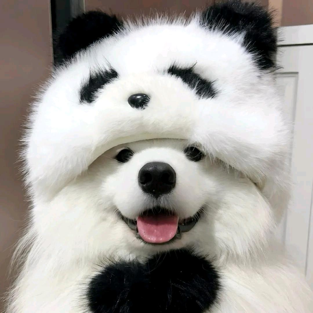 阿鸡.