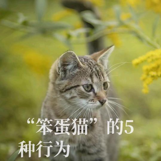 梅婷。