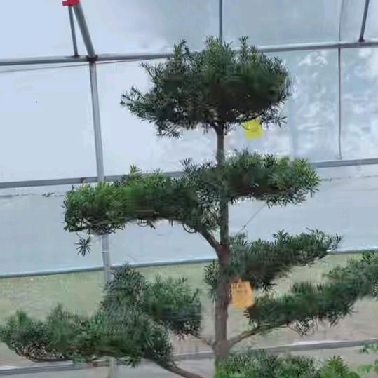 小石头aα