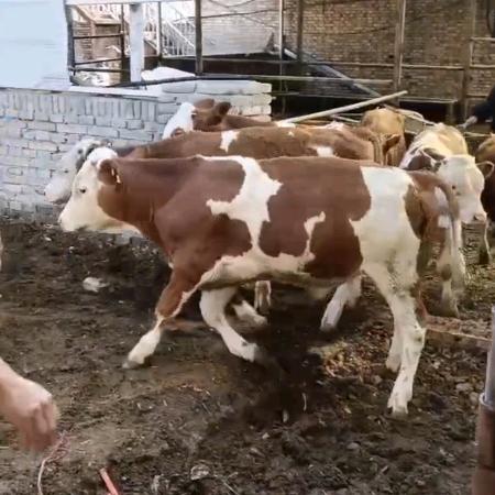 东北英姐在牛市（住店存牛）