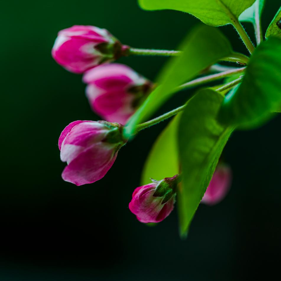 💟💜🟣轩轩艺术🟣💜💟