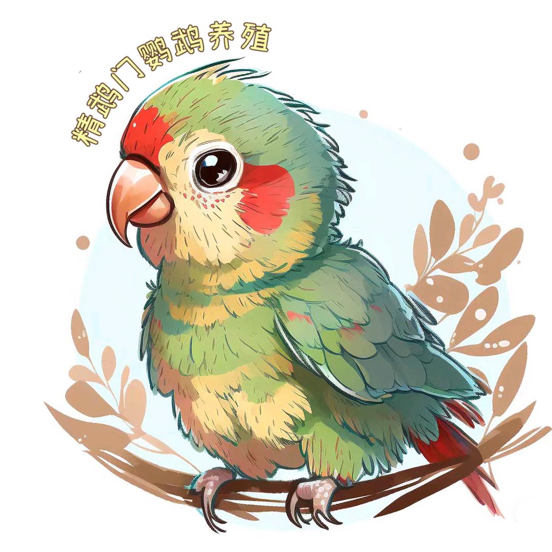 精鹉门鹦鹉