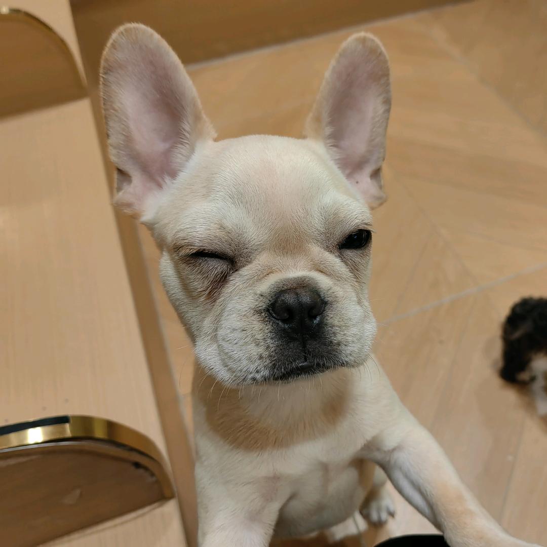 囤鼠nak（热晕等天冷更cod版）