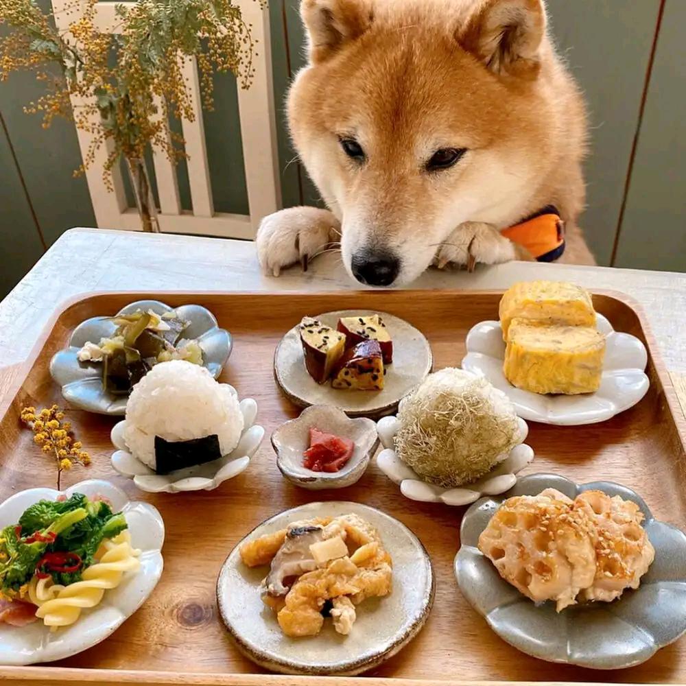 黄小鸭-爱美食