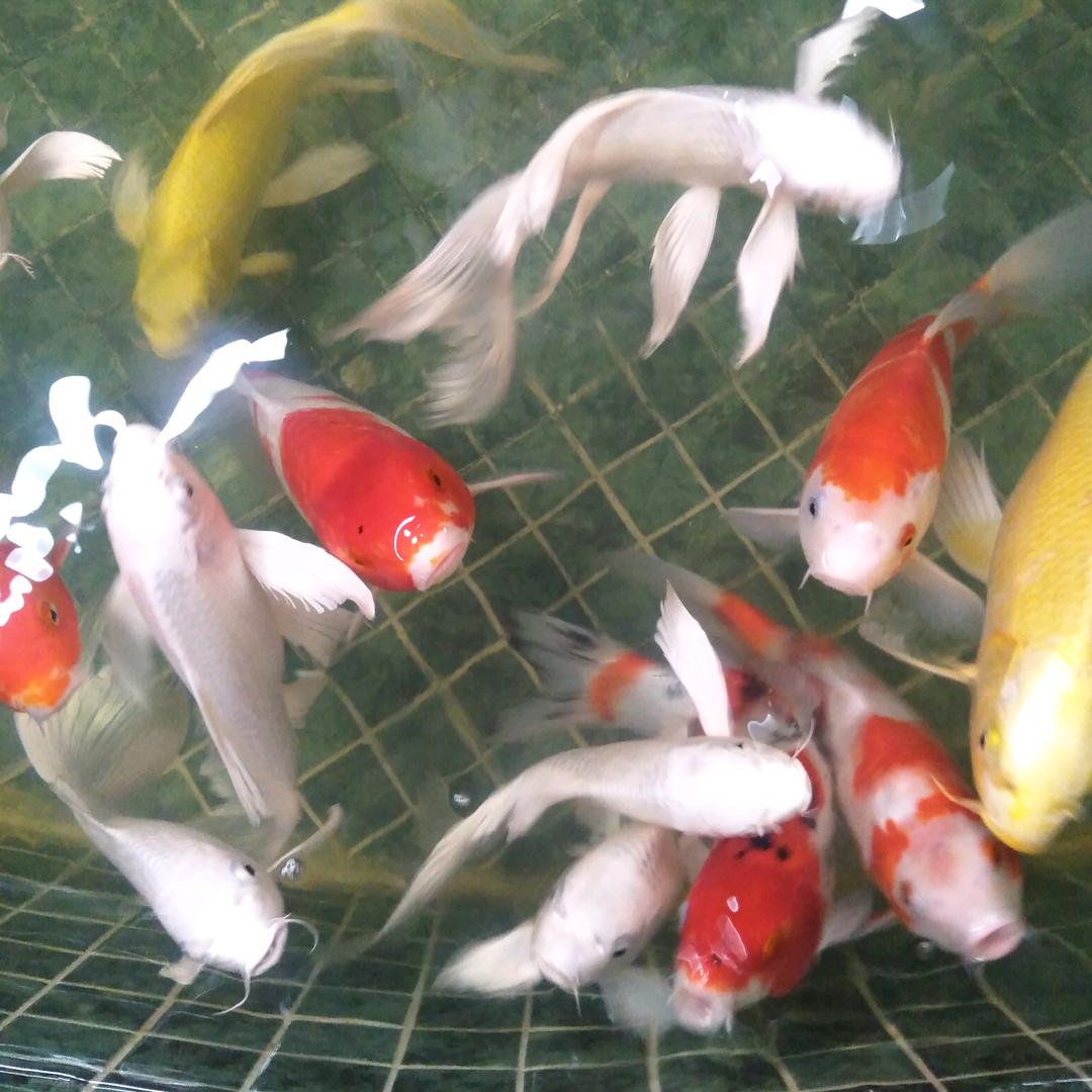 老北京四合院涮羊肉