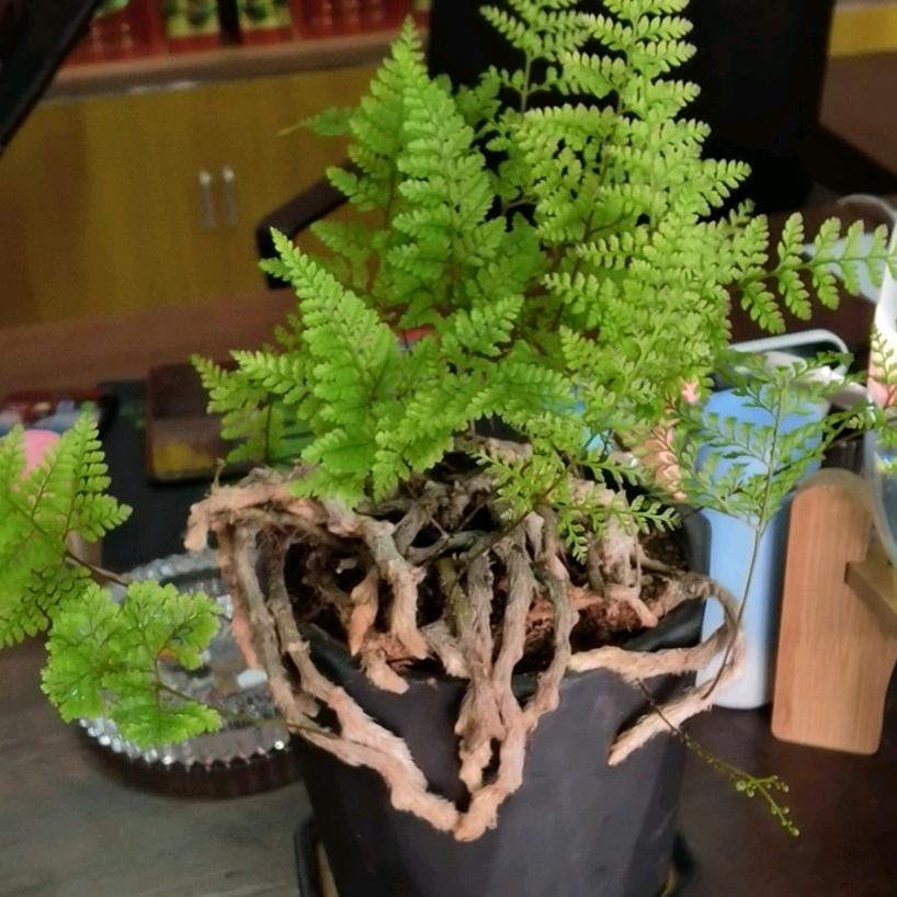 🐉¹⁹凪卄₈₈࿐