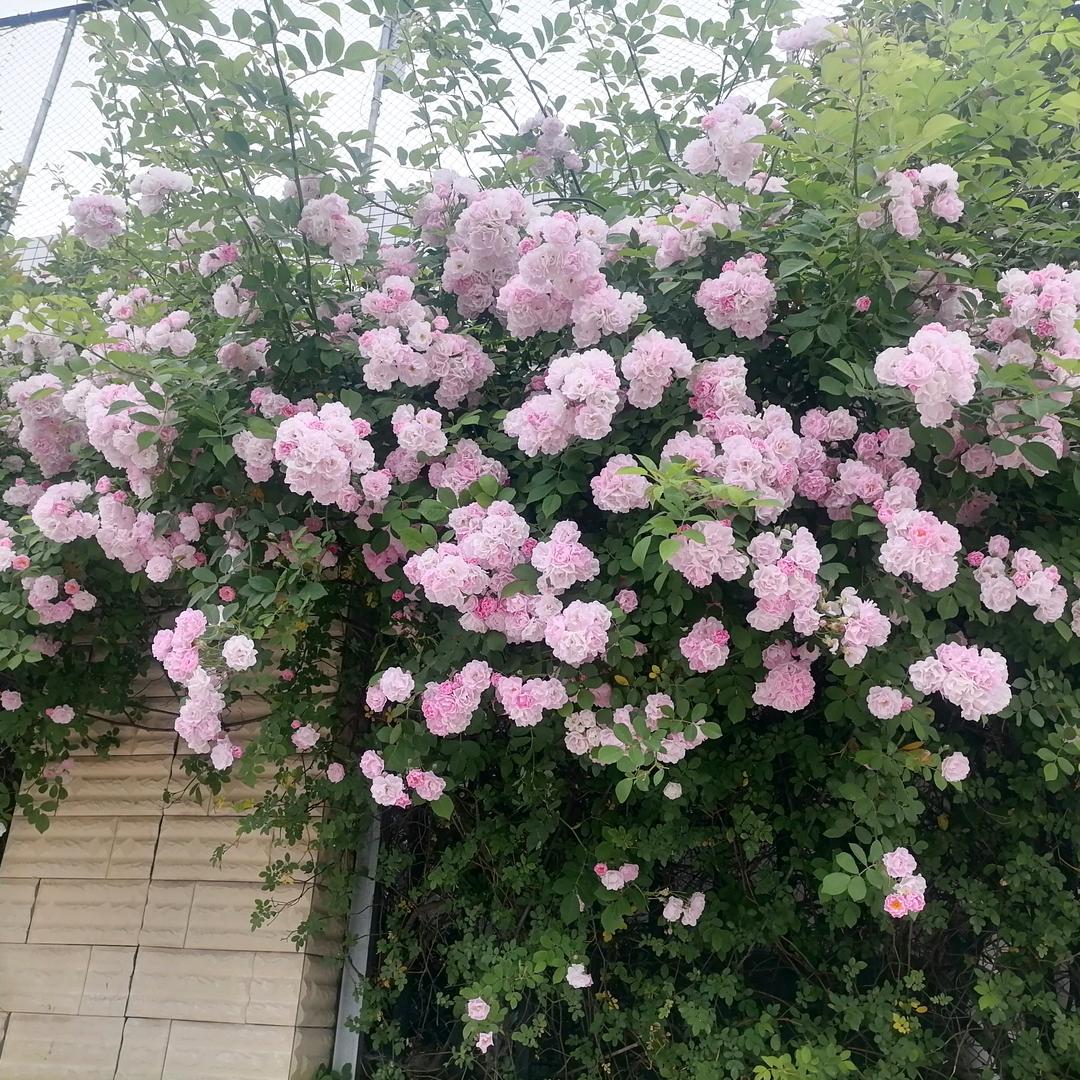 四月的花