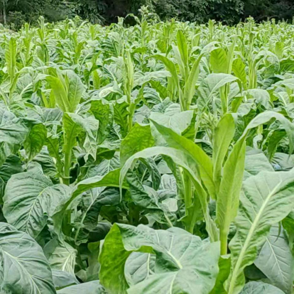 张顺权！文斗镇