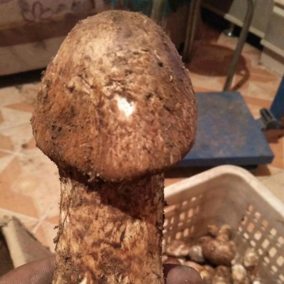 菌香煮