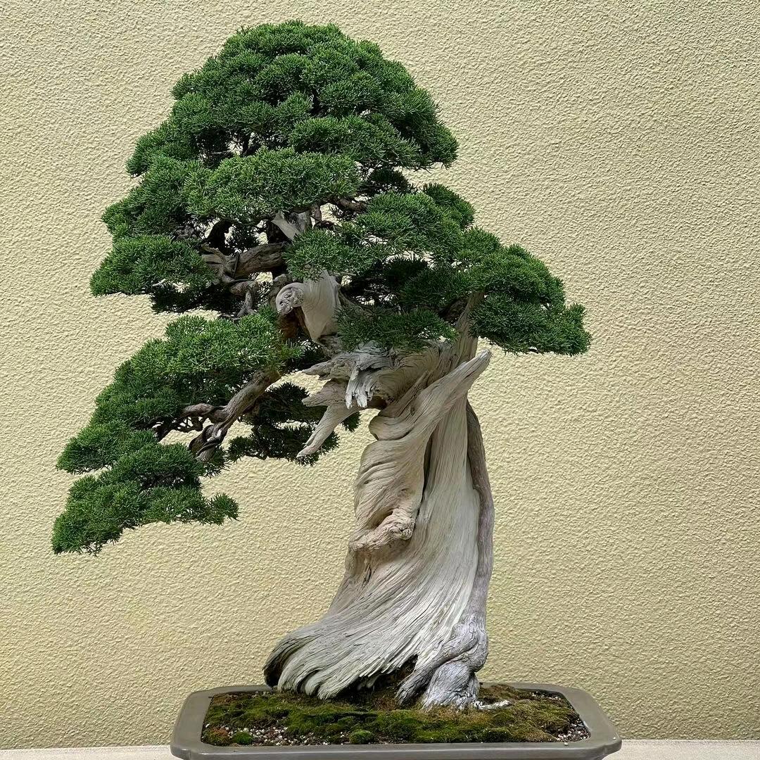 艺燊园艺