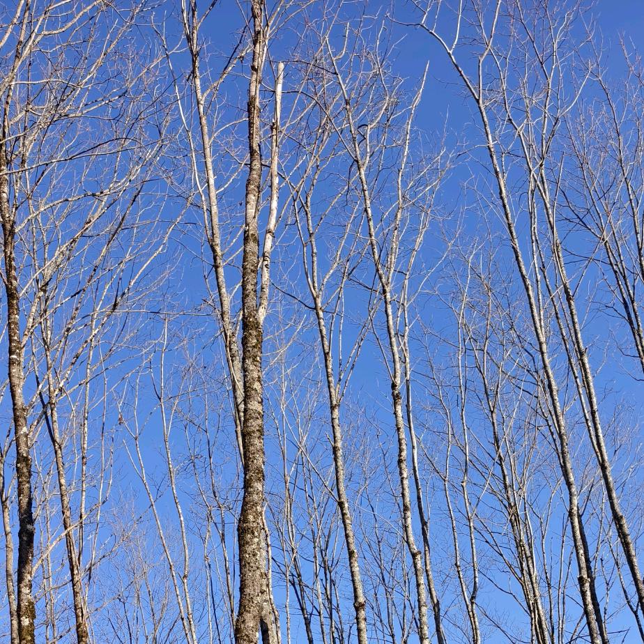 巴蜀印象（渡口火锅）