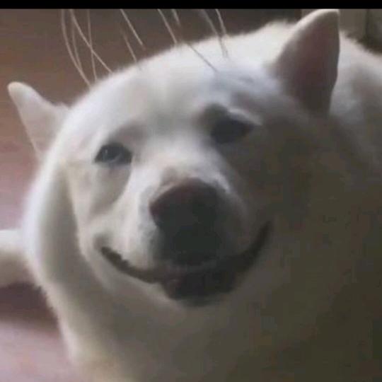 爱刷抖音