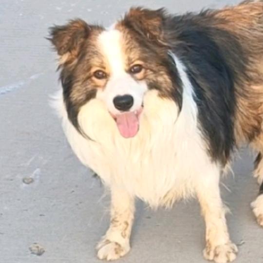 豫见边牧（洛阳）