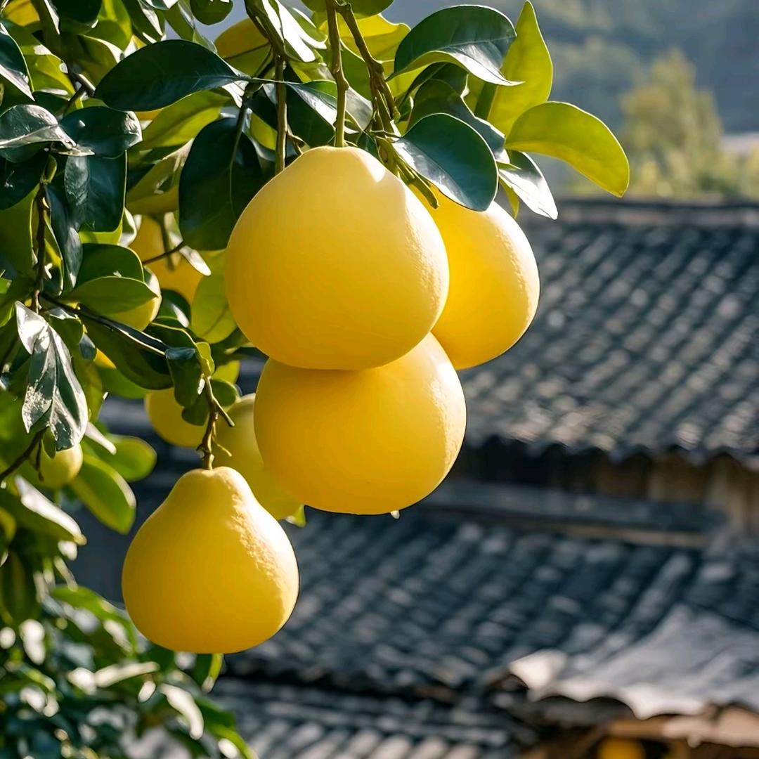 广丰马家柚