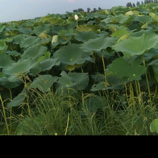 心涼
