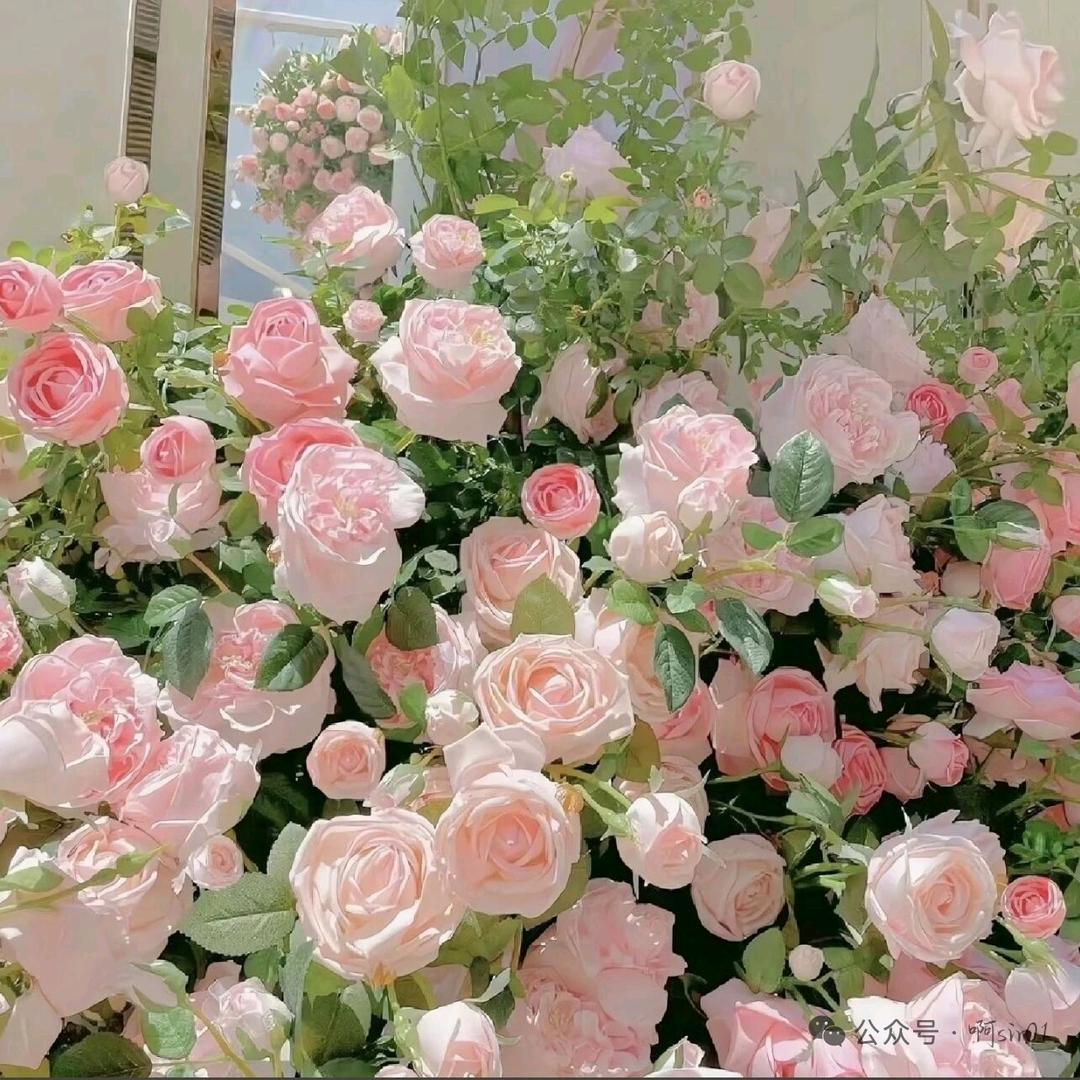 白芷