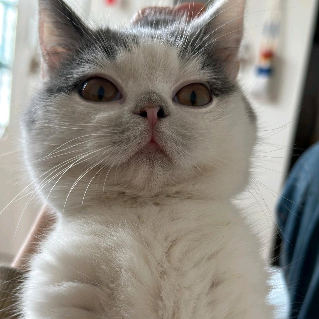 喵喵喵的猫