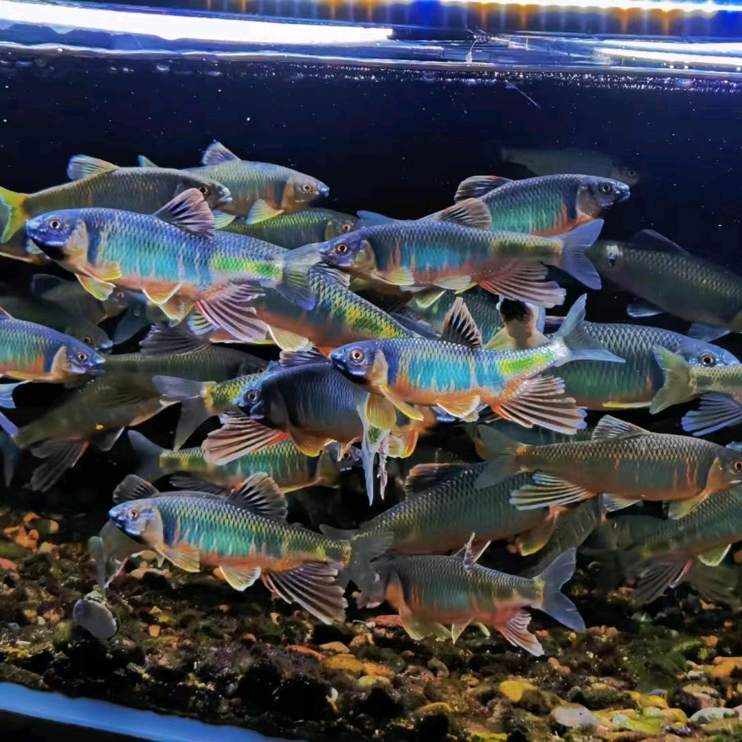 小冉梅花玉鱼缸石