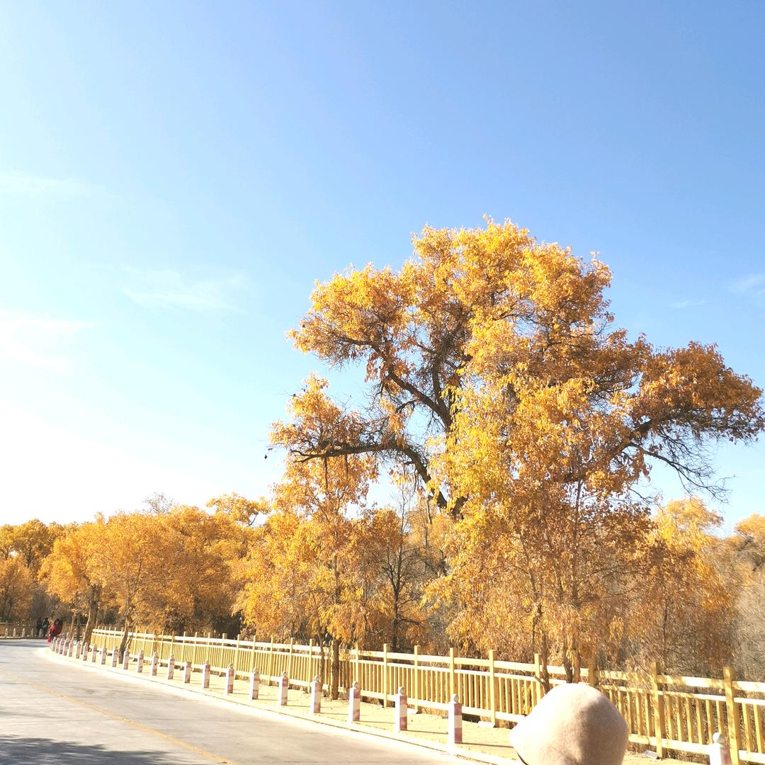 花开花落知多少