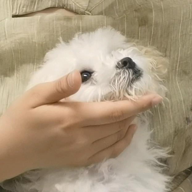 我超爱绵绵的！