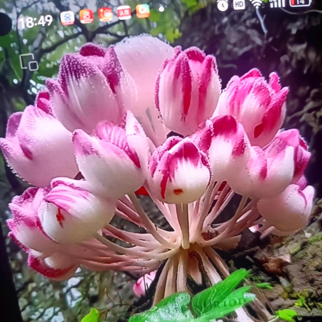 烈艳冰山