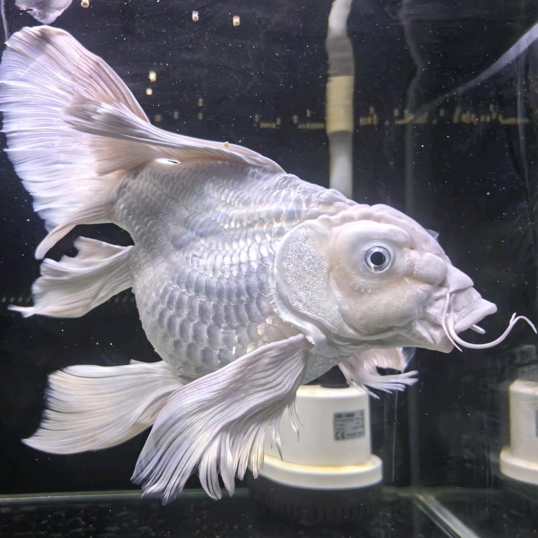 水族世界