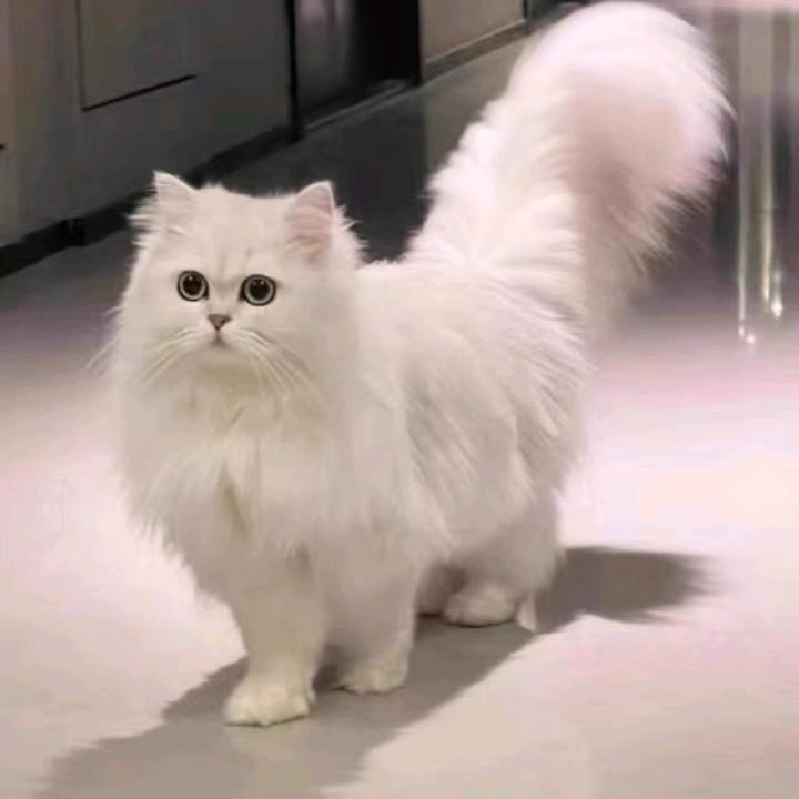 羲妹儿