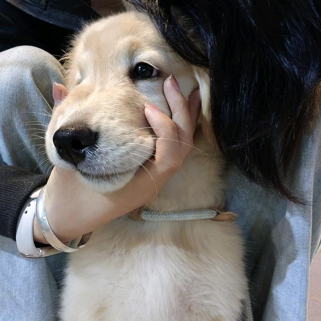 阿玉想养猫