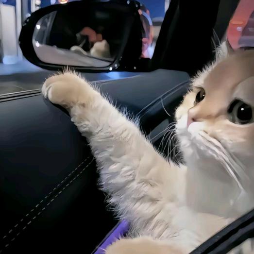房檐上的猫