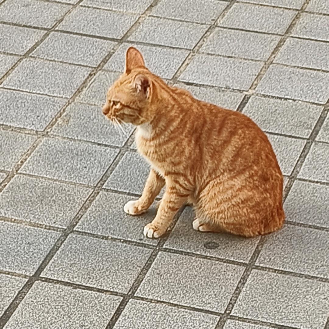 李黎梨