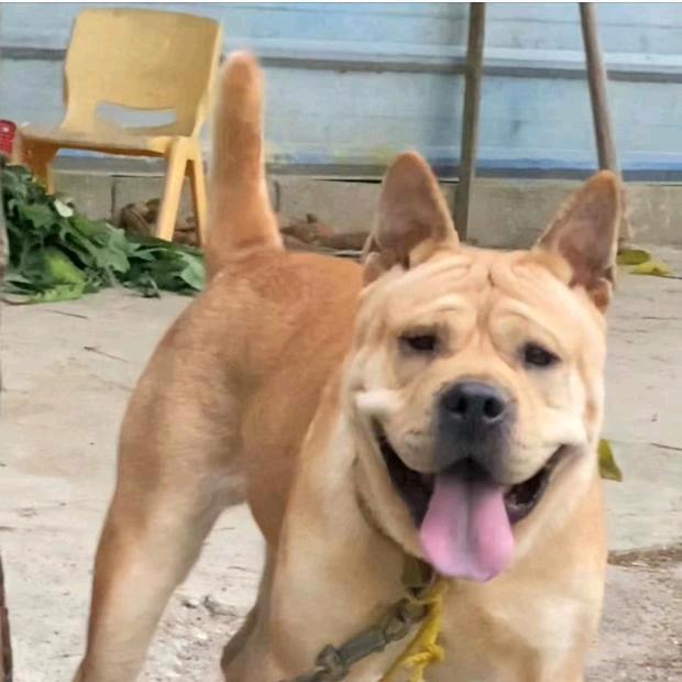 广西小八嫂小号