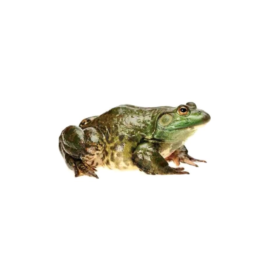 阿文