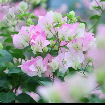 🥀ꕥ温暖✾໊ོ͡ﻬ