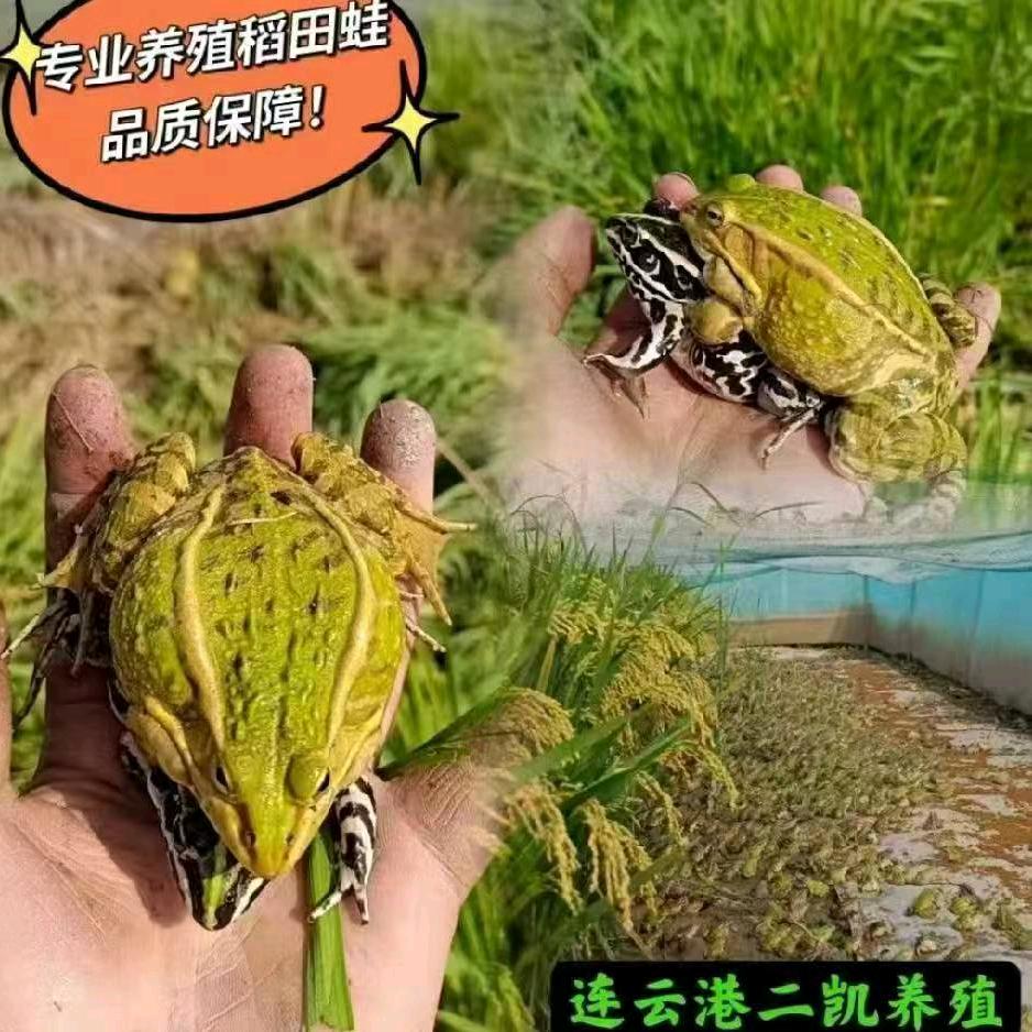 喜乐的心