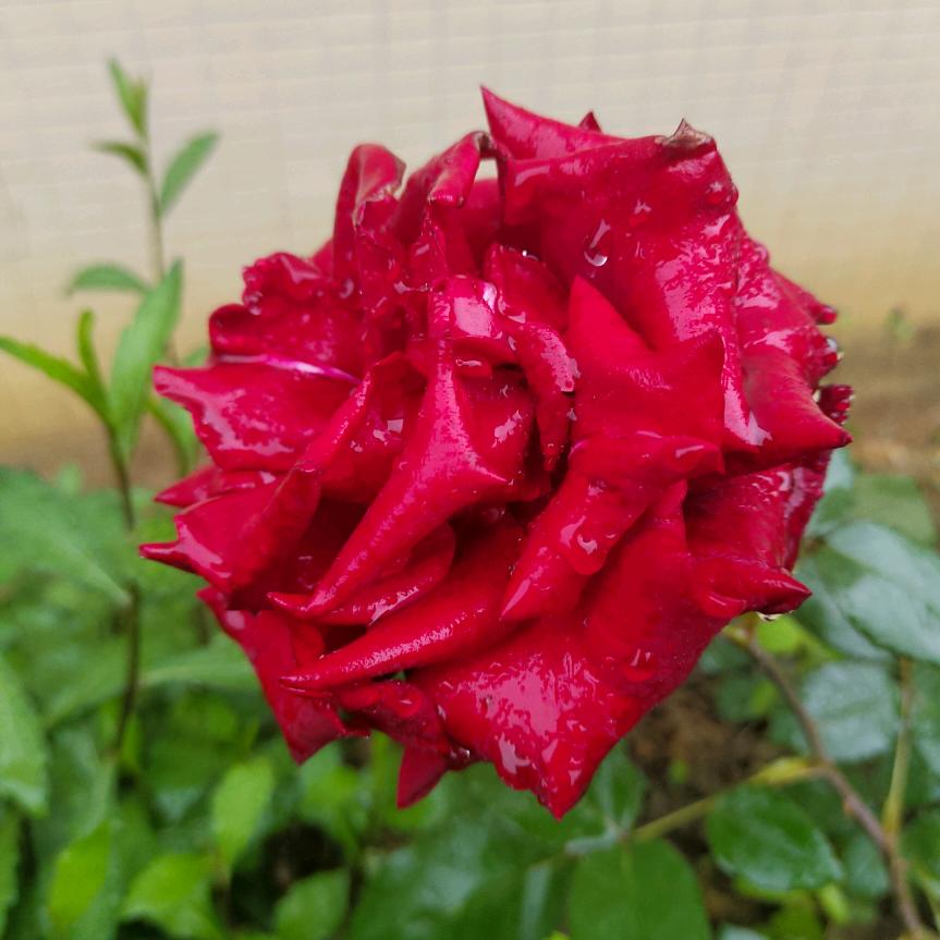 小雨滴