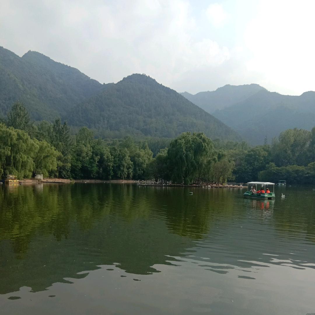 黑牡丹
