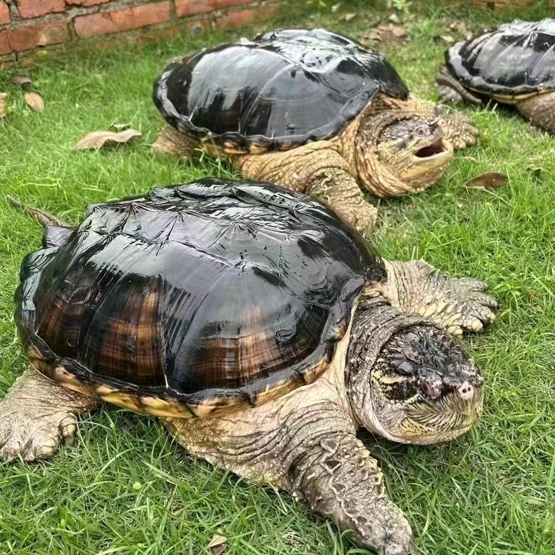 90后女孩专注龟鳖批发