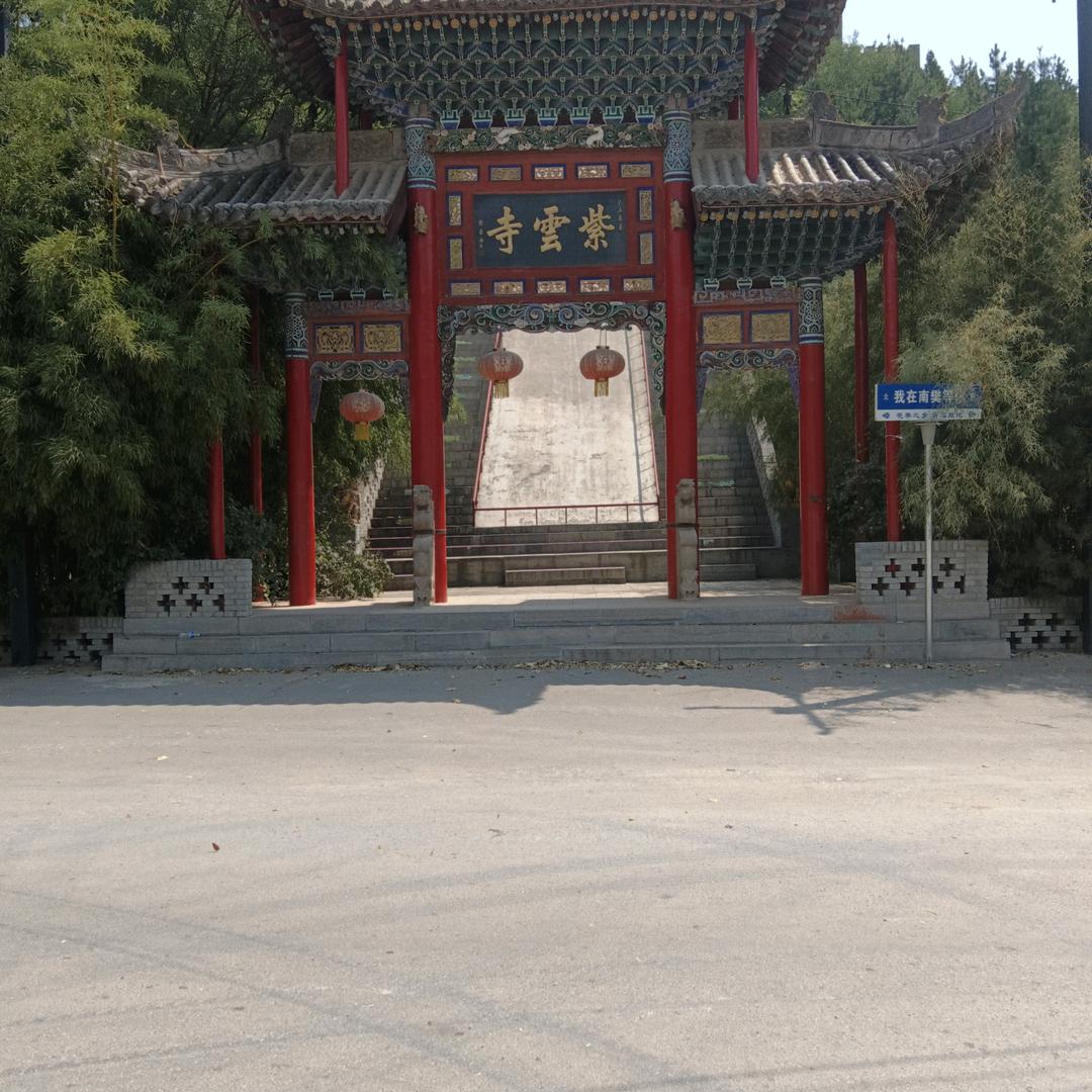 梧桐树@