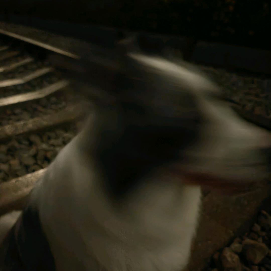 是小白泽啊🐕🐕