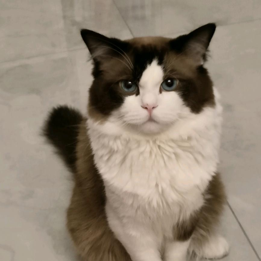 小平头咪