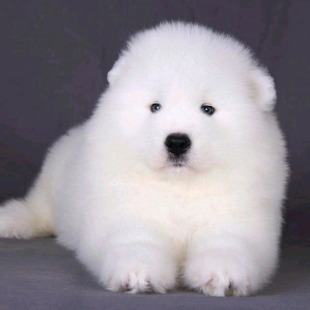 九江华鑫宠物犬舍猫舍
