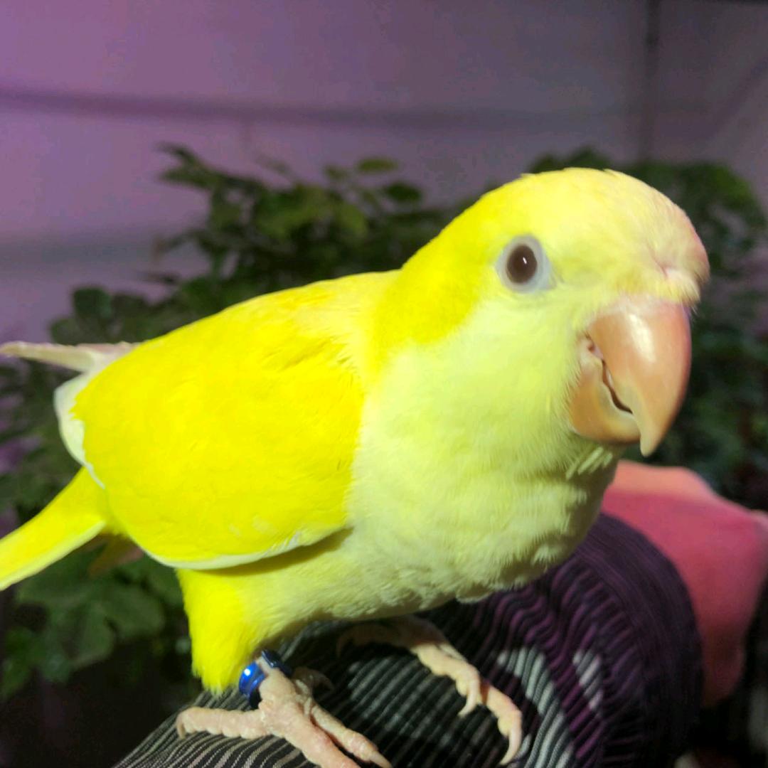 山西大同禧园鹦鹉养殖