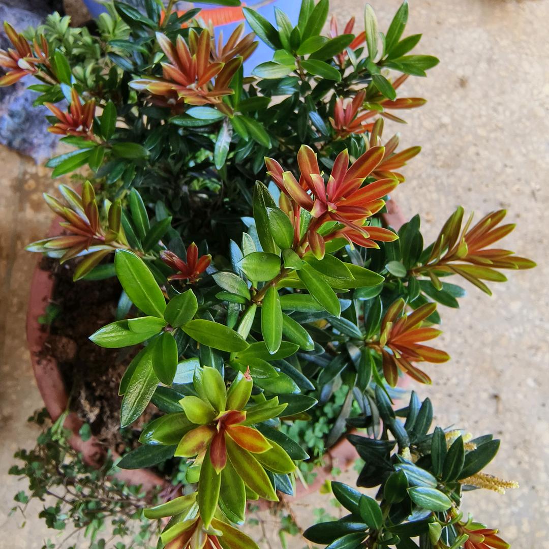 荔浦市柠柠苗木