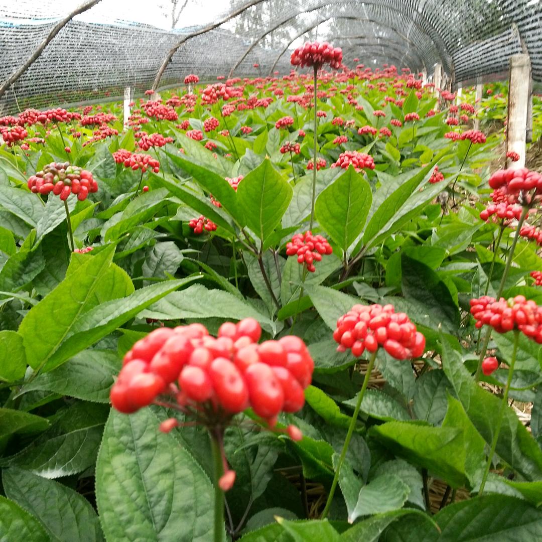 龙飞凤舞rc54