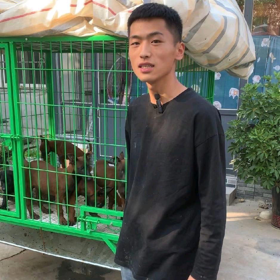 小丁喜爱马犬